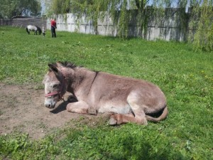 Создать мем: horse, donkey, ослик