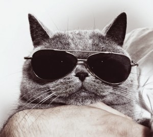 Create meme: cool cat, cat with black glasses