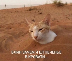 Создать мем: мем кот, кот, блин зачем я ел печенье в кровати