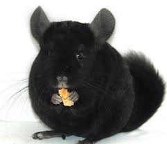 Create meme: chinchilla extra dark, chinchilla velvet white dark heterogene, chinchilla black