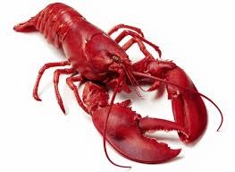 Create meme: lobster, lobster, cancer