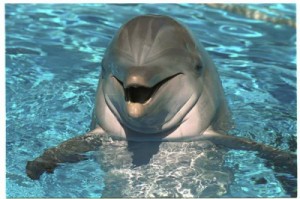 Create meme: One thousand nine hundred seventy nine , dolphins are smarter than humans , animals 