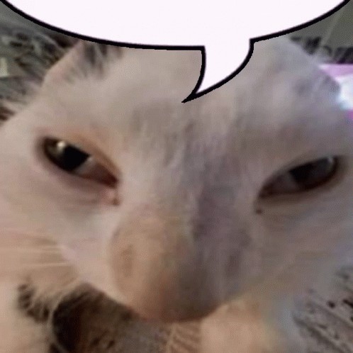 Create meme: crazy cat, animals , stoned cat meme