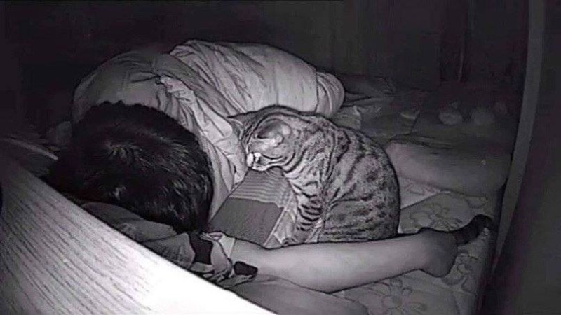 Create meme: the cat at night, sleeping cat, incredible stories