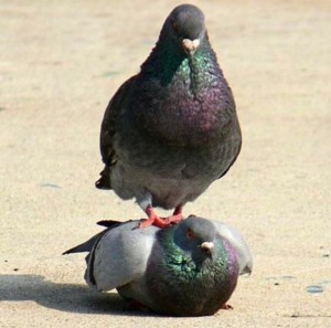 Create meme: pigeons doves, funny pigeon, thick pigeon