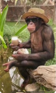 Создать мем: обезьяна, самка шимпанзе, смешные обезьяны
