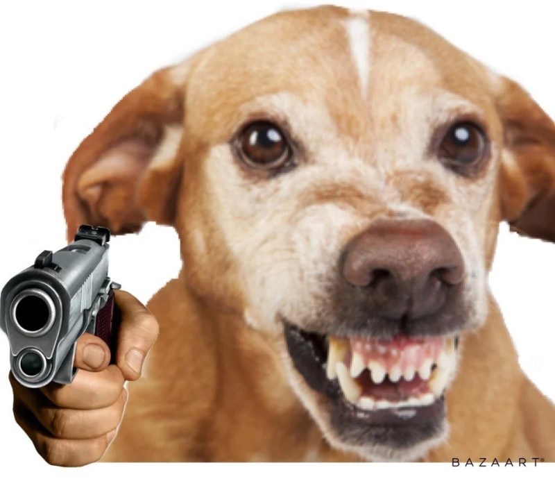 Create meme: a dog with a gun, dog , dog 