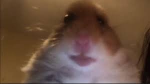 Create meme: meme hamster looking at the camera, selfie hamster meme, the hamster looks at the camera