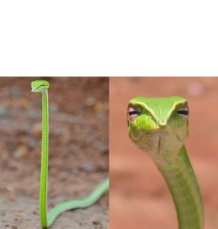 Создать мем: змея длиннорылая плетевидка, змея щурится, змея