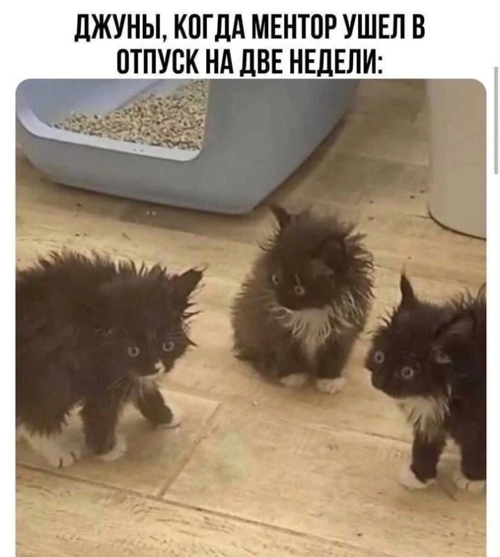 Создать мем: коты, серый котенок, кошечка