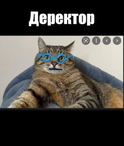 Create meme: funny cats, funny cats, cat