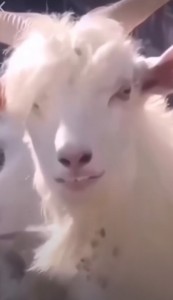 Создать мем: the goat, козочка, козлик