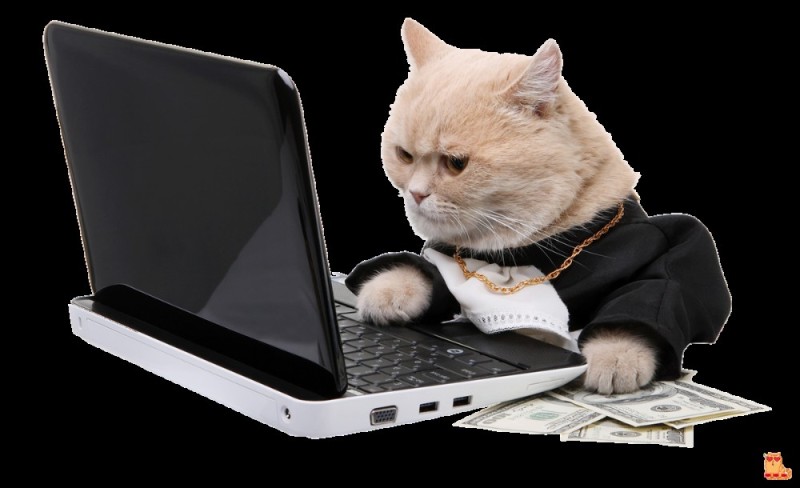 Создать мем: котик за компом, котик с ноутбуком, котик за ноутбуком