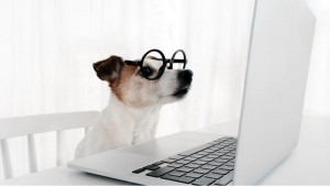 Create meme: dog, jack russell terrier