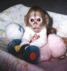 Создать мем: мини обезьянки домашние, обезьяна маленькая, домашние обезьянки