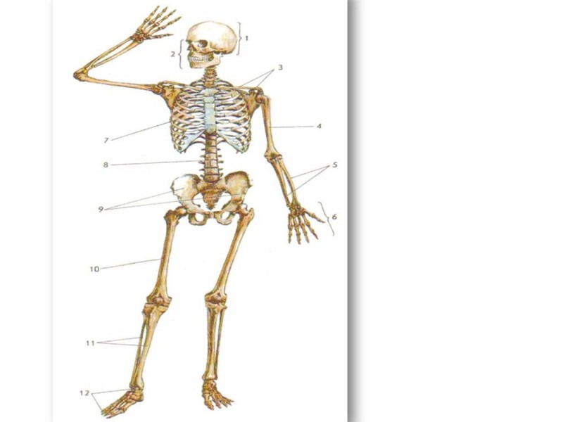 Create meme: human skeleton axial skeleton, axial skeleton, the structure of the human skeleton