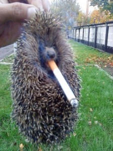 Create meme: hedgehog with a stick, stoned hedgehog