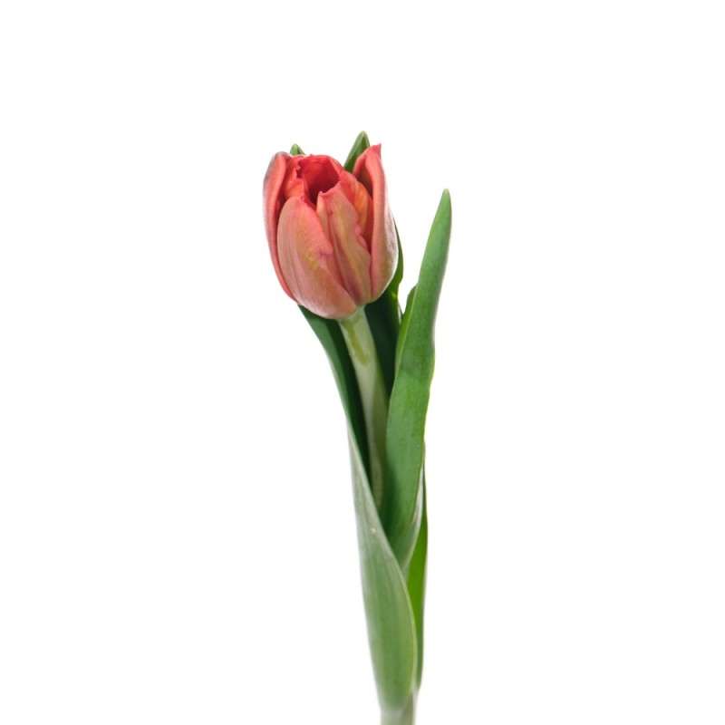 Create meme: tulip en escape, tulips , tulip indiana