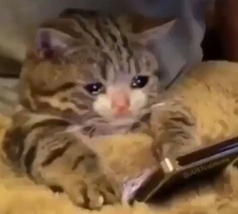 Create meme: sad cat , The cat with the phone is crying, cat crying meme