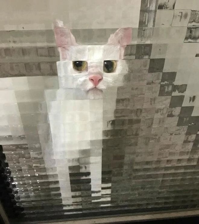 Создать мем: пиксельный кот за стеклом, пиксельная кошка, кот