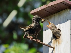 Create meme: the bird is a Starling