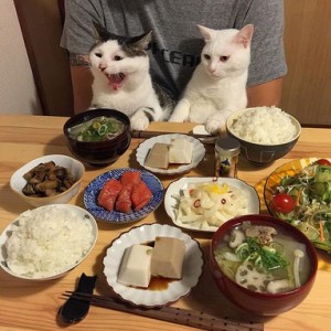 Создать мем: еда прикол, коты за столом, забавные животные