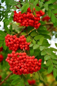 Create meme: Rowan red, Rowan, Sorbus aucuparia