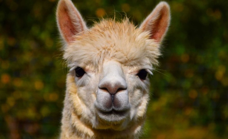 Create meme: alpaca llama, cute llamas and alpacas, alpaca
