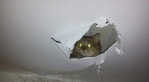 Create meme: the cat in the ceiling photo, ceilings, repair of stretch ceilings