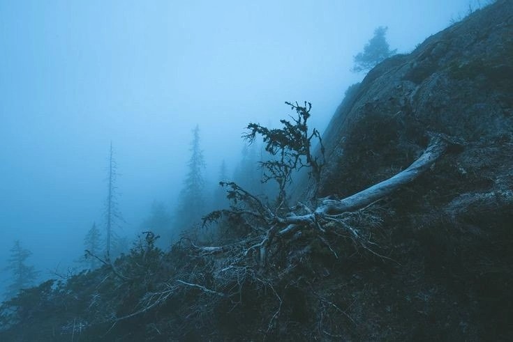 Create meme: fog forest, vottovaara in the fog, photobash dead coast