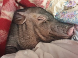 Создать мем: спящий поросенок, мини пиг, свинья