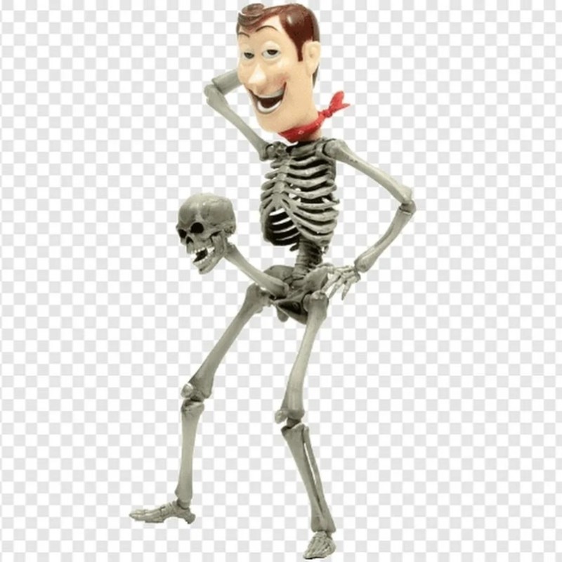 Create meme: skeleton , human skeleton, funny skeleton