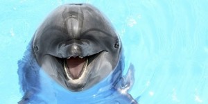 Create meme: the Dolphin smiles, Dolphin