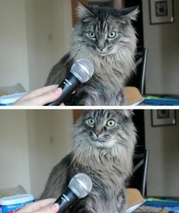 Create meme: comic cat with microphone, meme cat, cat with microphone meme