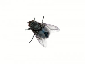 Создать мем: домашняя муха, муха насекомое, муха