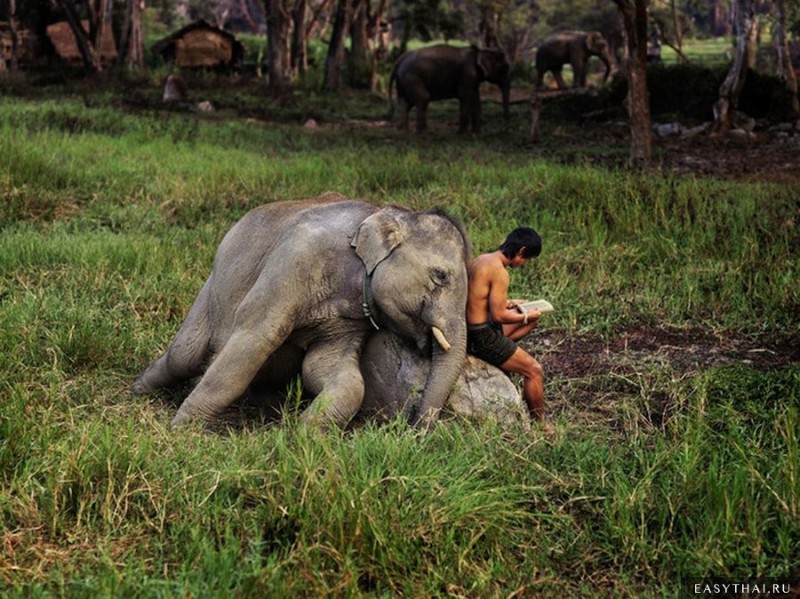 Create meme: Steve McCurry is an elephant, elephant thailand, elephant india