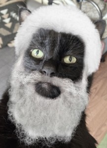 Create meme: cat with a beard, cat