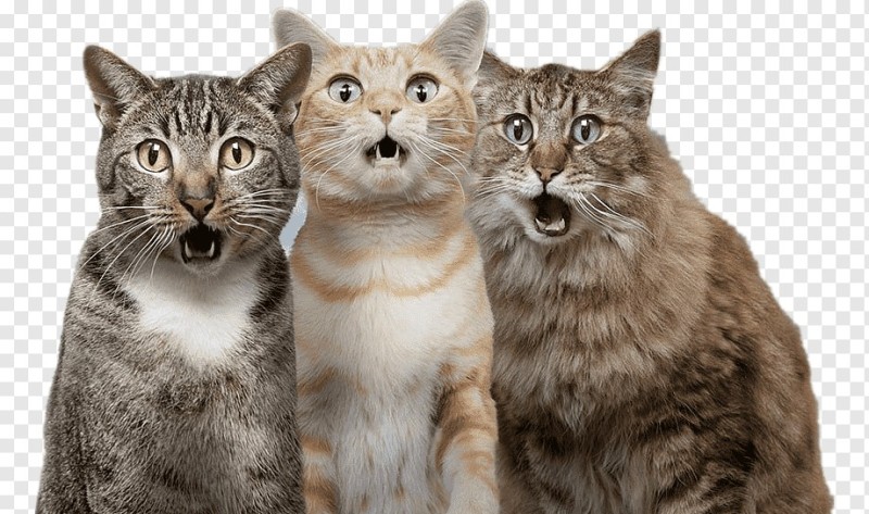 Создать мем: три смешных кота, кот, кошка
