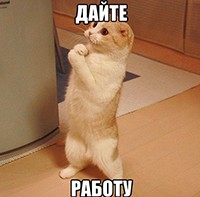 Create meme: cute cat, Kote, meme Kote