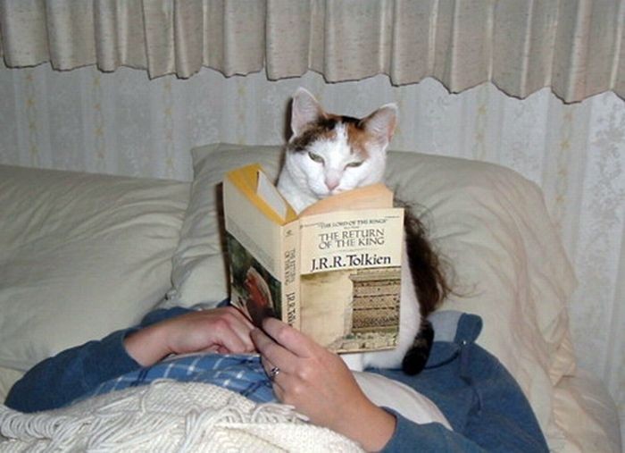 Create meme: the cat and the book, cat , funny cat with a book