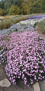 Create meme: the bushy Aster (aster dumosus ‘mittelmeer’ i), santbrink curb, flowers perennials Oktyabrina