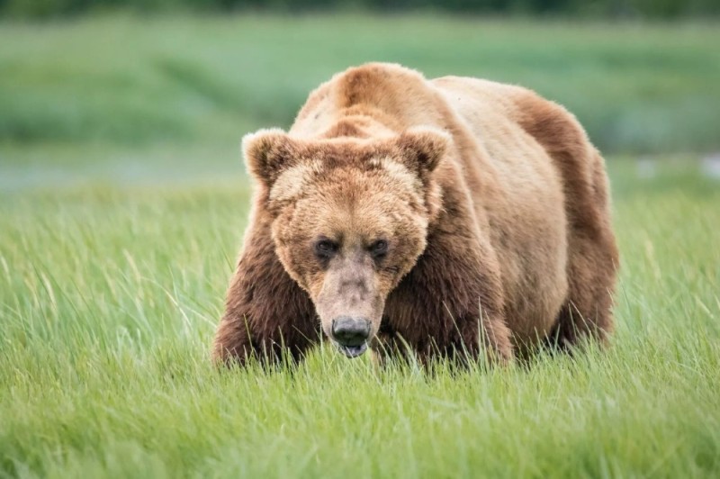 Create meme: brown bear , The Apennine brown bear, grizzly bear 