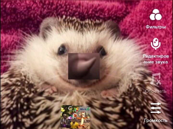 Create meme: hedgehogs, the mood of the hedgehog, cute hedgehog smiles