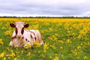 Создать мем: корова бык, луг с коровами, коровы на лугу