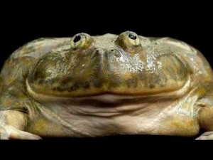 Создать мем: большая жаба, лягушка злая щитоспинка, лягушка голиаф