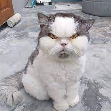 Create meme: angry cat, angry kitty, cat