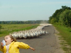 Create meme: goose, a crowd of geese