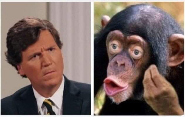 Create meme: chimpanzee, funny monkey , memes with monkeys