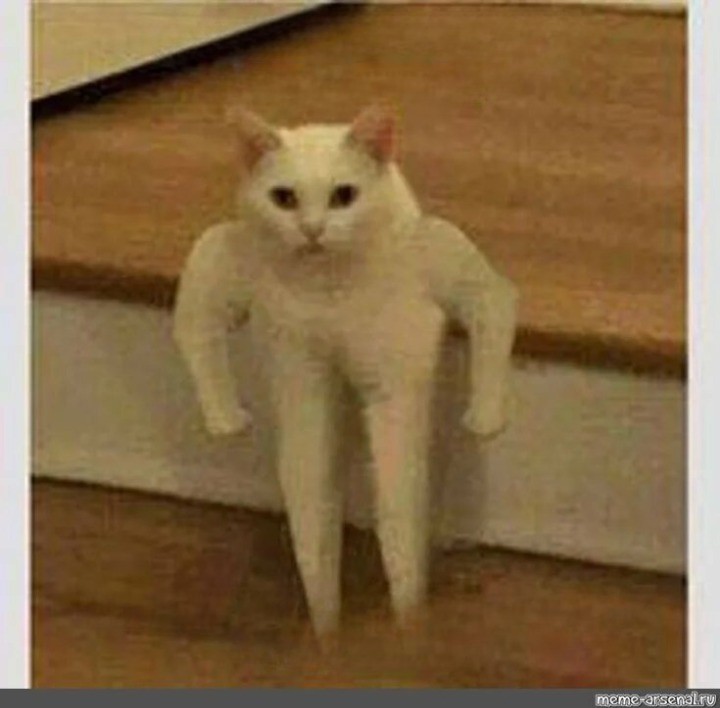 Создать мем: белый кот из мемов, мем кот с руками, мем с белым котом