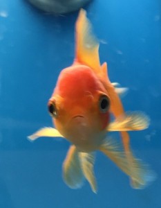 Create meme: fish telescope butterfly, fish, goldfish telescope